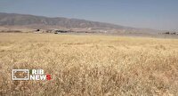 پیش بینی برداشت ۵۵۰ هزارتن گندم در لرستان
