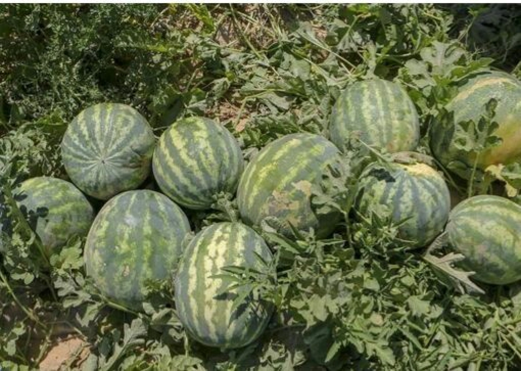برداشت هندوانه از مزارع حاجی‌آباد