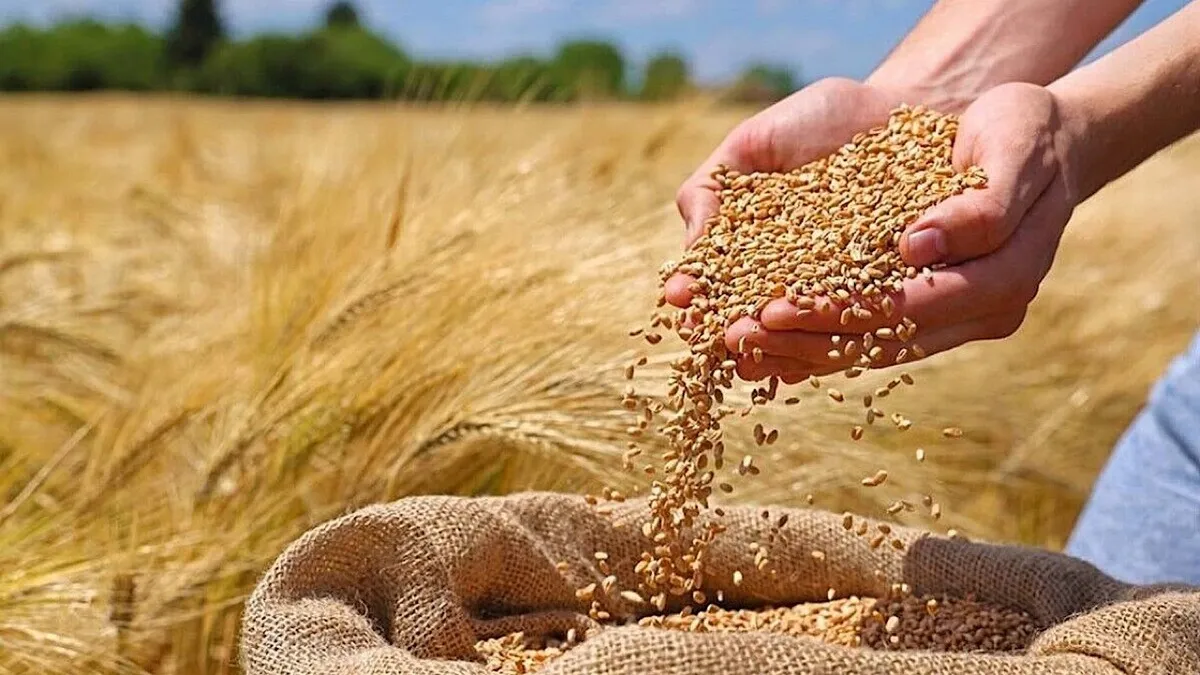 آمادگی بیش از ۴۰ مرکز خرید تضمینی گندم در استان زنجان آمادگی بیش از ۴۰ مرکز خرید تضمینی گندم در استان زنجان