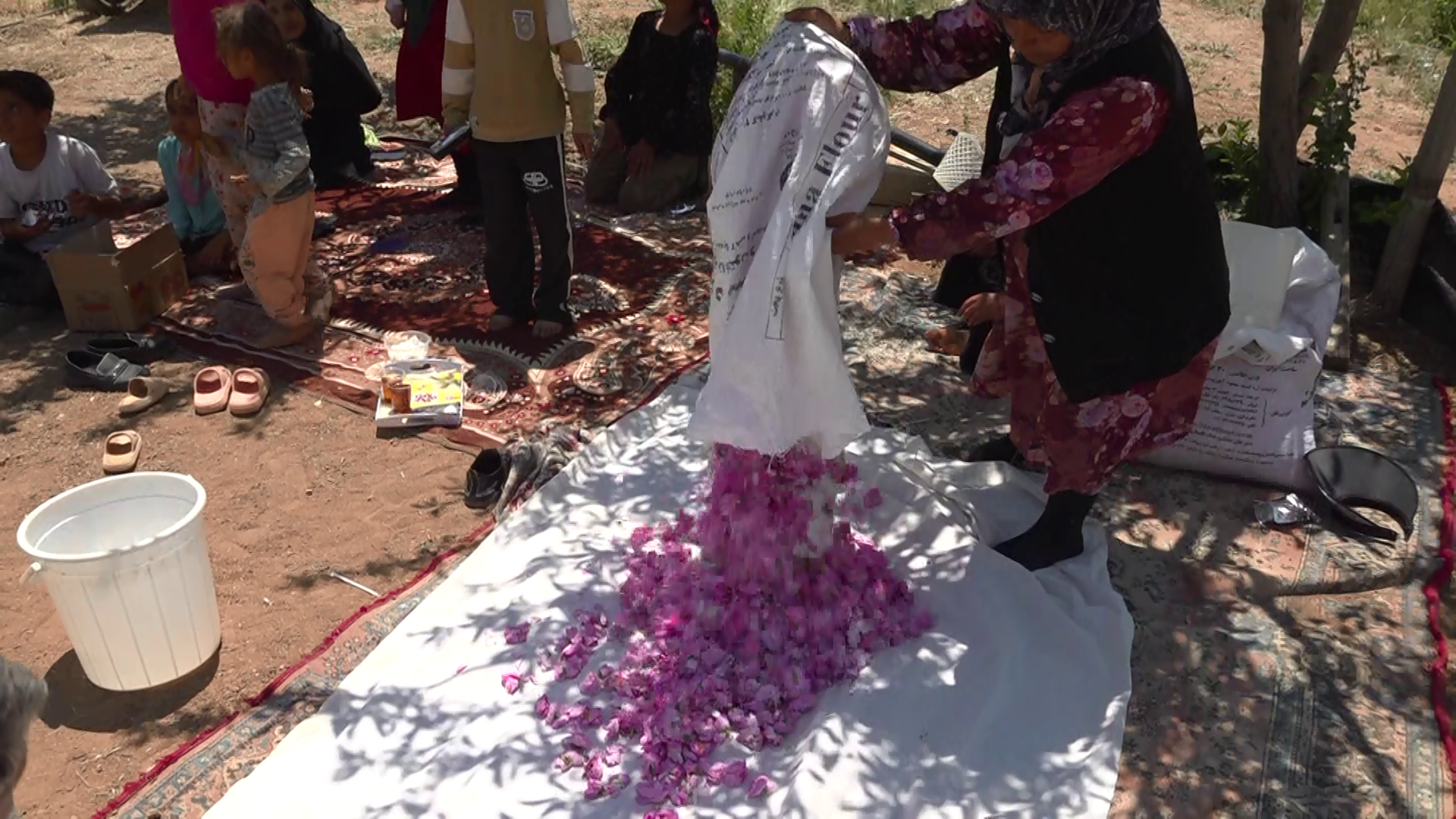 برداشت  گل محمدی در کبودراهنگ
