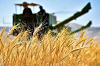 مطالبات گندم کاران در حال پیگیری است