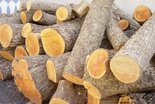 کشف چوب قاچاق در رضوانشهر