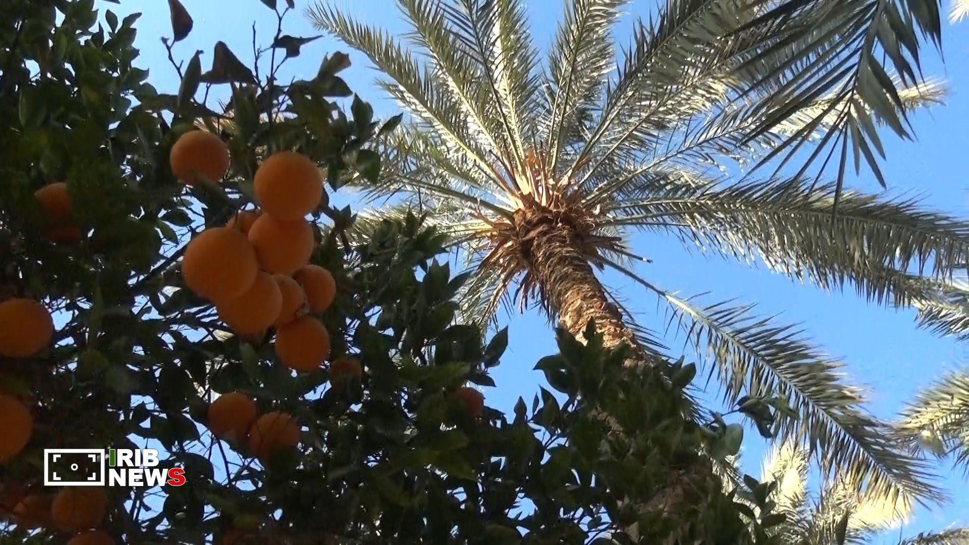 ۴۰ کانتینر خرما راهی صادرات شد