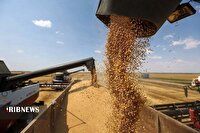 ۴۰ درصد مطالبات گندمکاران خراسان شمالی واریز شد