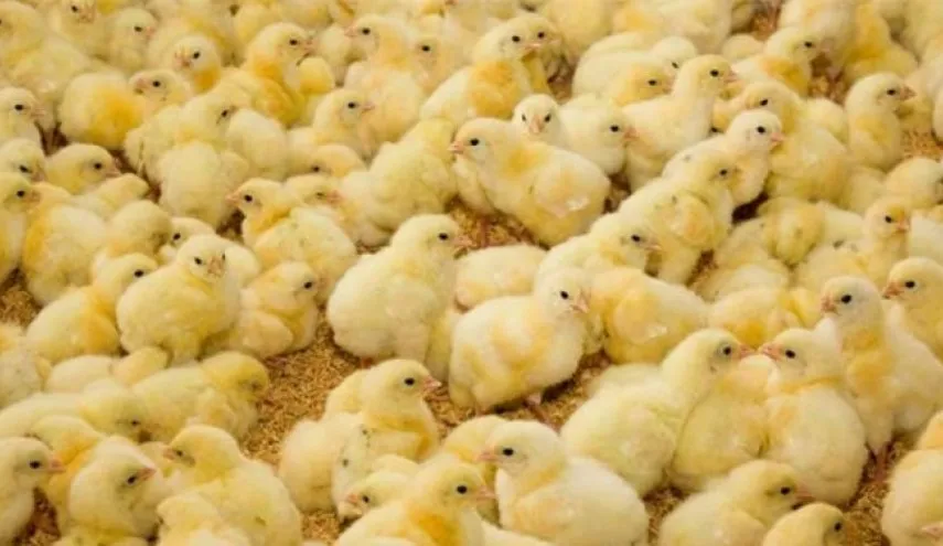 توقیف ۴۰ هزار قطعه جوجه قاچاق در تایباد توقیف ۴۰ هزار قطعه جوجه قاچاق در تایباد