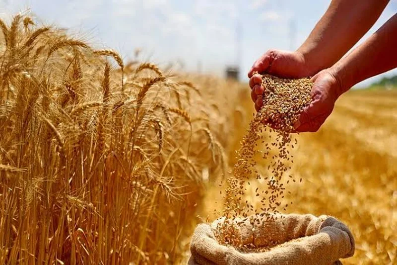 :واردات گندم دامی با هدف تنظیم بازار آغاز شد