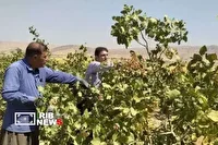 آغاز برداشت پسته از باغات رومشکان لرستان