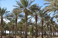 لارستان نگین نخلداران جنوب فارس